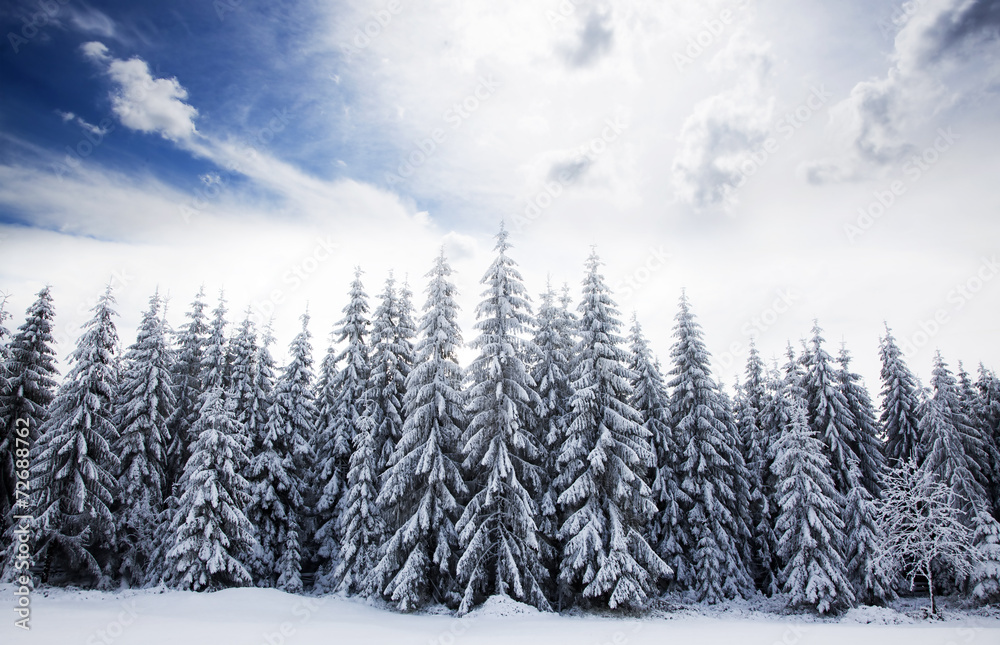 Fototapeta premium Christmas background with snowy fir trees