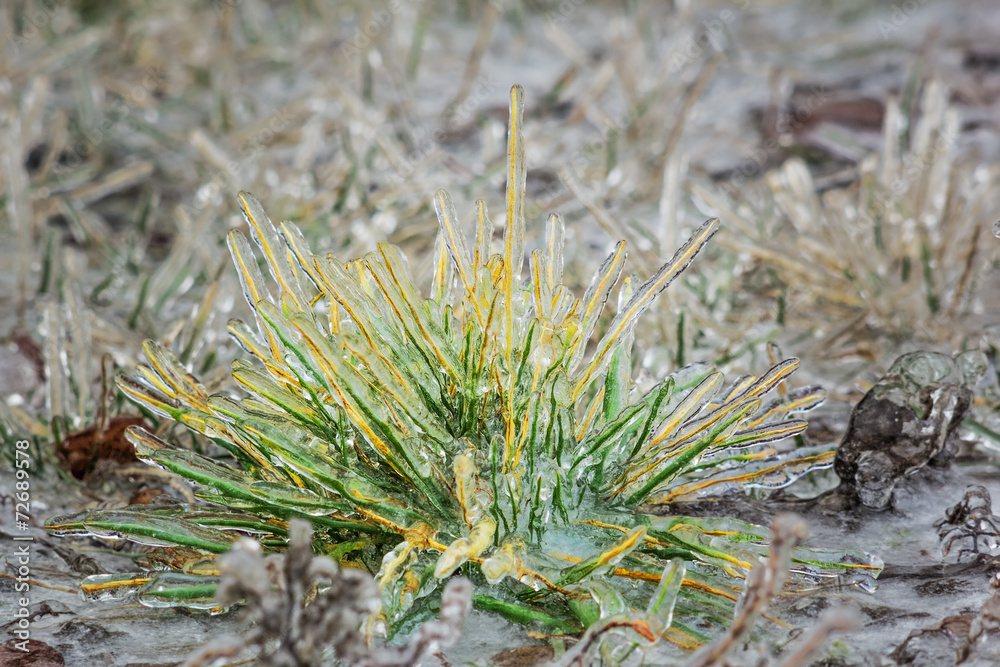 Icy grass on a winter day Icy grass on a winter day