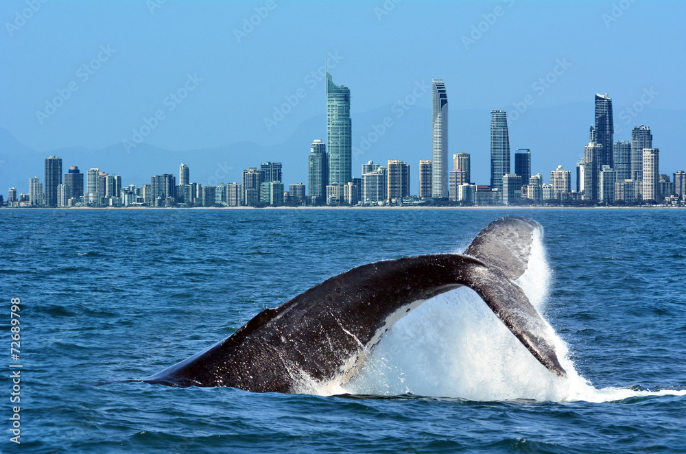 Fototapeta premium Whale Watching in Gold Coast Australia