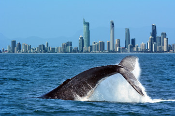 Fotobehang Australië Walvissen spotten voor kust Gold Coast  © Rafael Ben-Ari