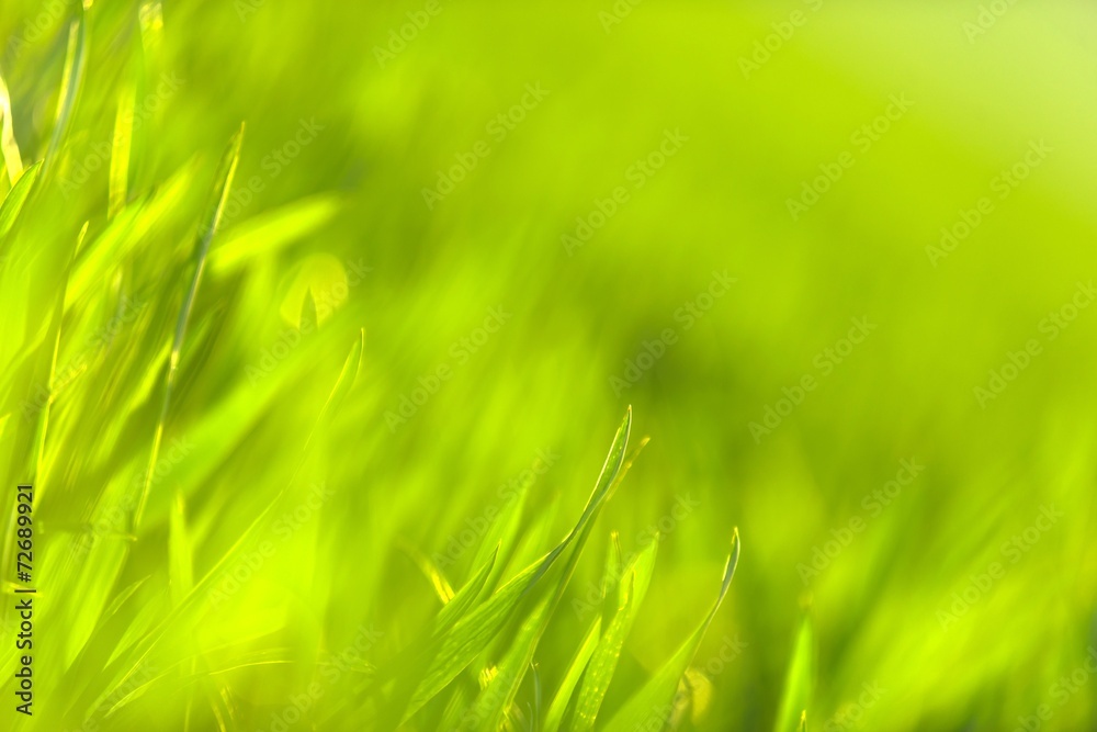 Obraz premium Green grass in artistic composition