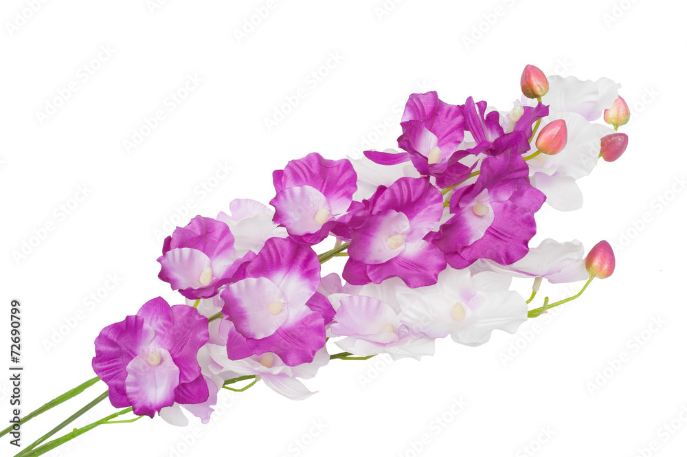 Beautiful gladiolus flower isolated on white background Beautiful gladiolus flower isolated on white background