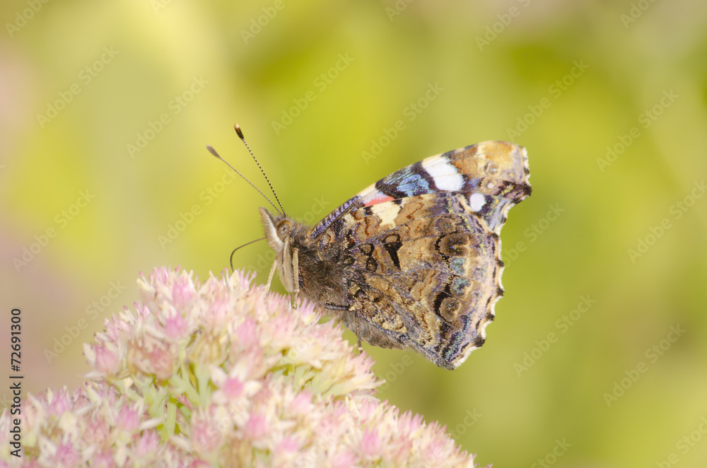Fototapeta premium Butterfly with extended proboscis seeking nectar.