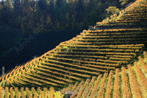 Vigneti in valle dell'Adige