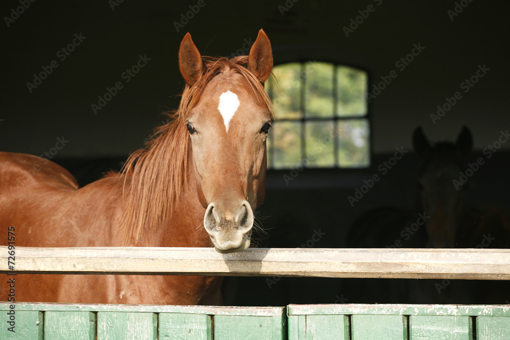 Fototapeta premium Head shot of a thoroughbred horse looking over stable door