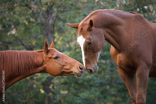 Cavalli innamorati 4