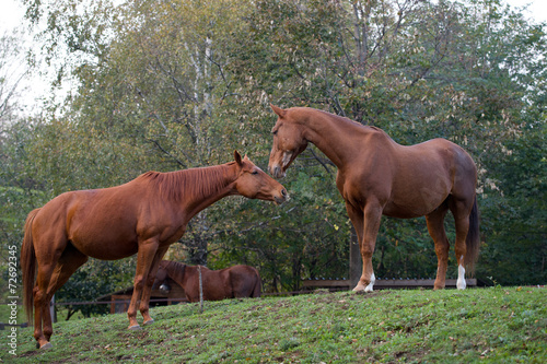 Cavalli innamorati 6 © Alfredo Panini