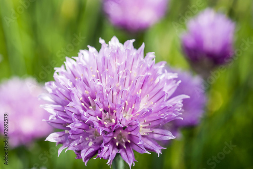 Onion flowers in summer