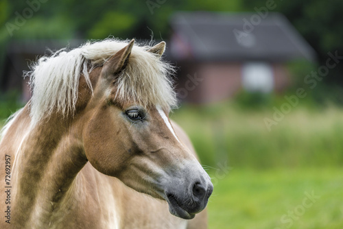 Horse with shallow depth of field