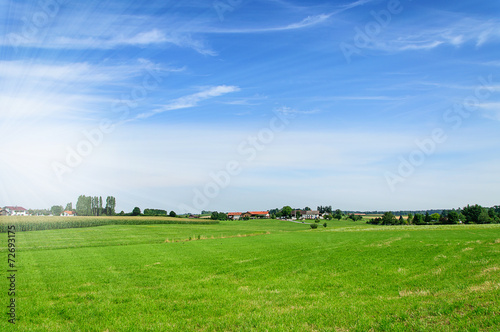 field with green grass
