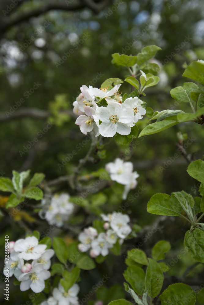 blühender Apfelbaum blühender Apfelbaum