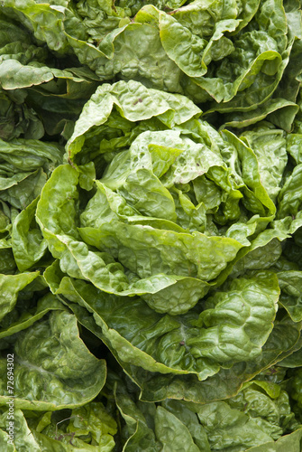 Leaf Vegetable - Organic Lettuce - Vegetarian And Vegan Food