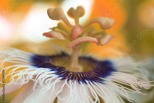 macro detailed of a passion fruit flower photo