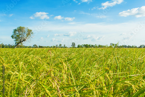 rice field and skies