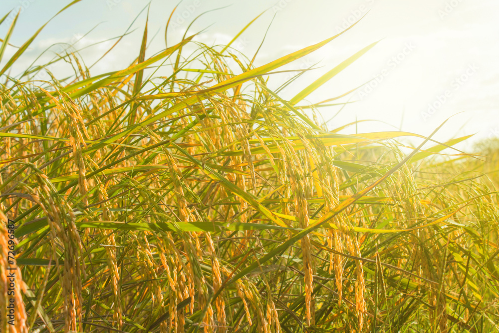 Naklejka premium Paddy rice