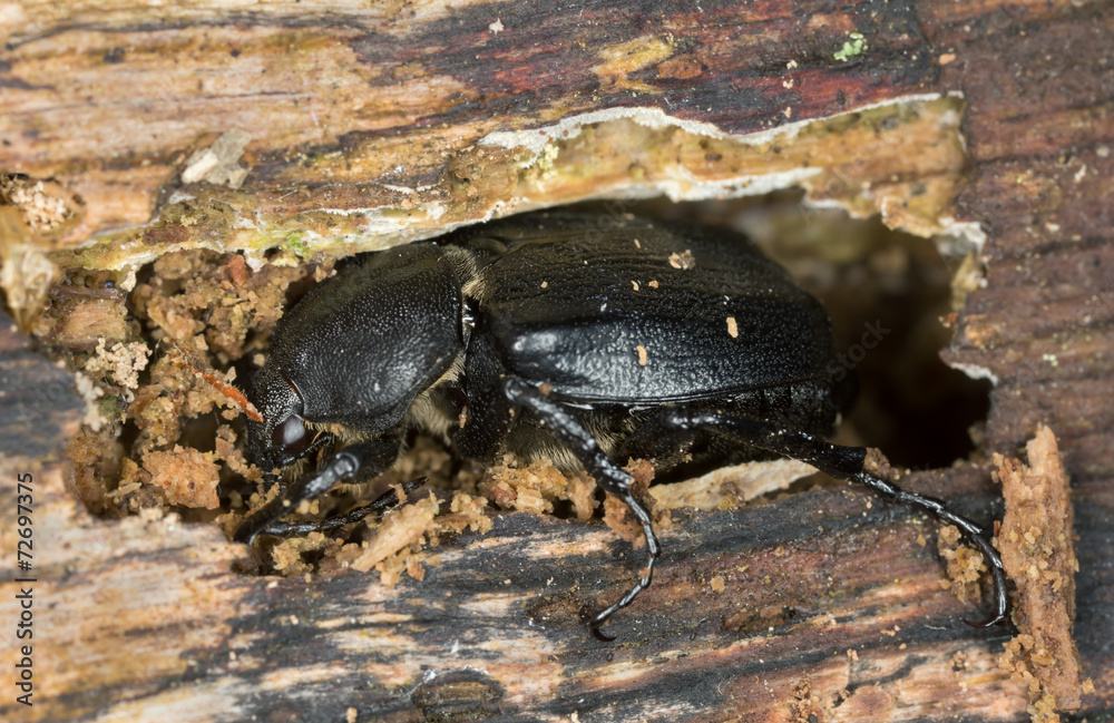 Gnorimus variabilis on wood Gnorimus variabilis on wood