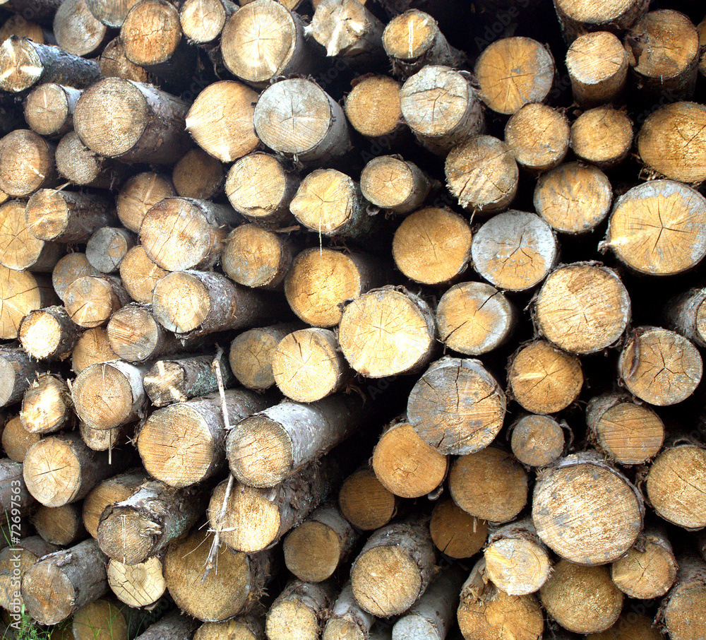 Many pine logs stacked closeup front view Many pine logs stacked closeup front view