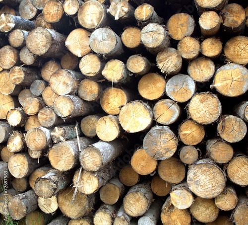 Many pine logs stacked closeup front view