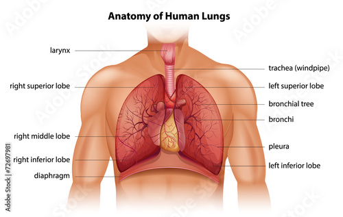 Human Lungs Anatomy