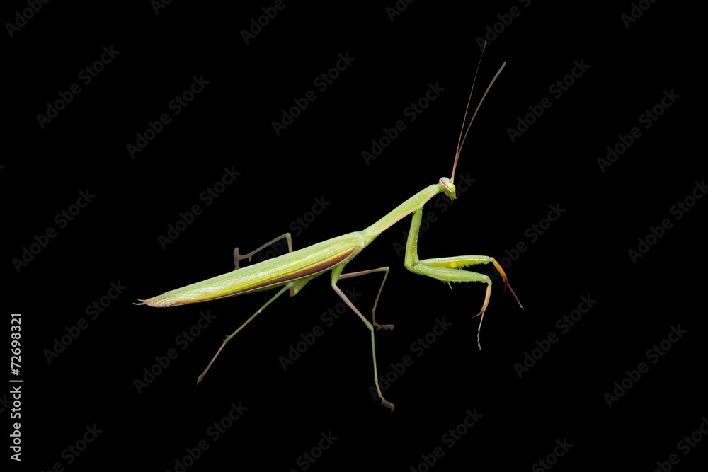 Praying mantis isolated on black Praying mantis isolated on black