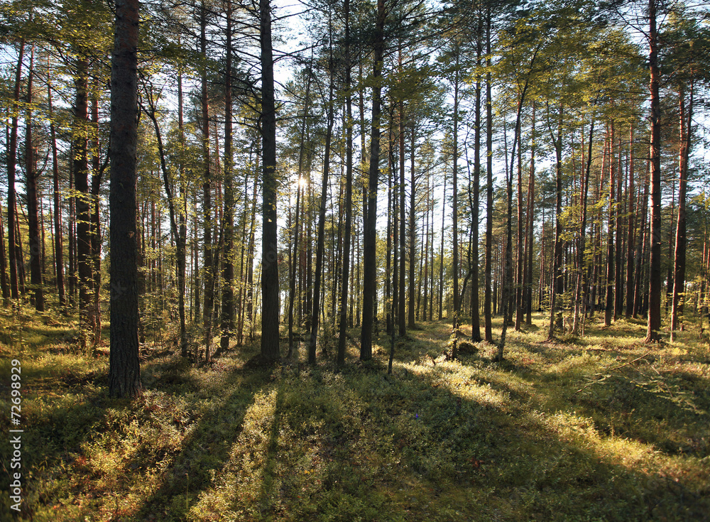 Fototapeta premium pine forest in the summer landscape