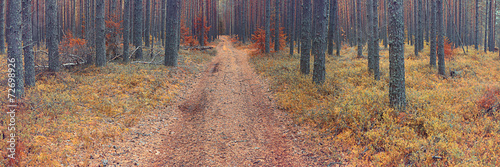 autumn landscape in the spruce forest