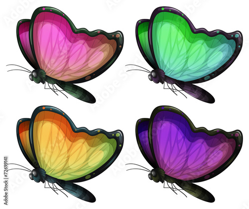Butterflies