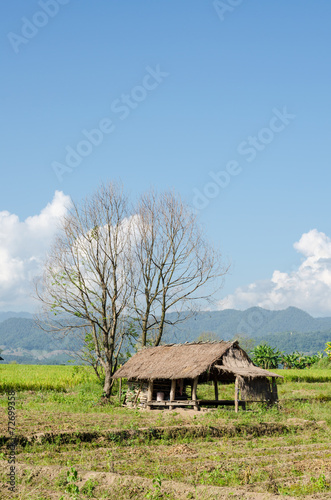 natural landscape of rice field, farmland in Thailand