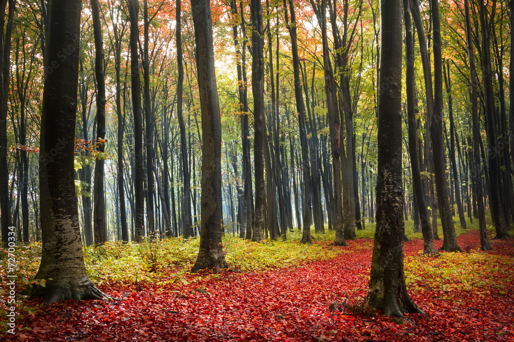 Fototapeta premium Forest during autumn with red leaves on the ground
