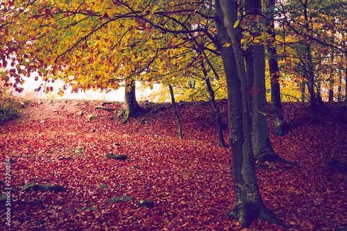 Forest during autumn with red leaves on the ground
