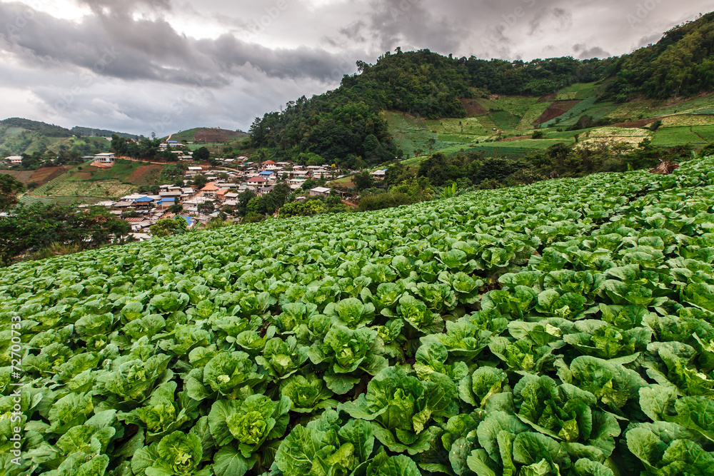 Fototapeta premium Organic cabbage field growing on tropical highland