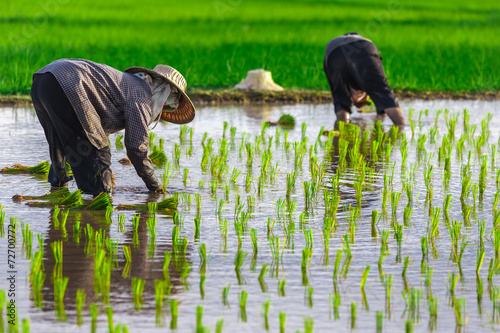 Thai farmer growing young rice in field