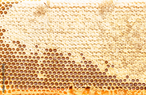 Fresh honeycomb textured background