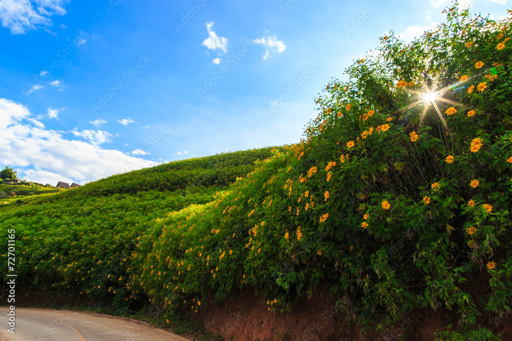 Flower field on tropical mountain under blue sky Flower field on tropical mountain under blue sky