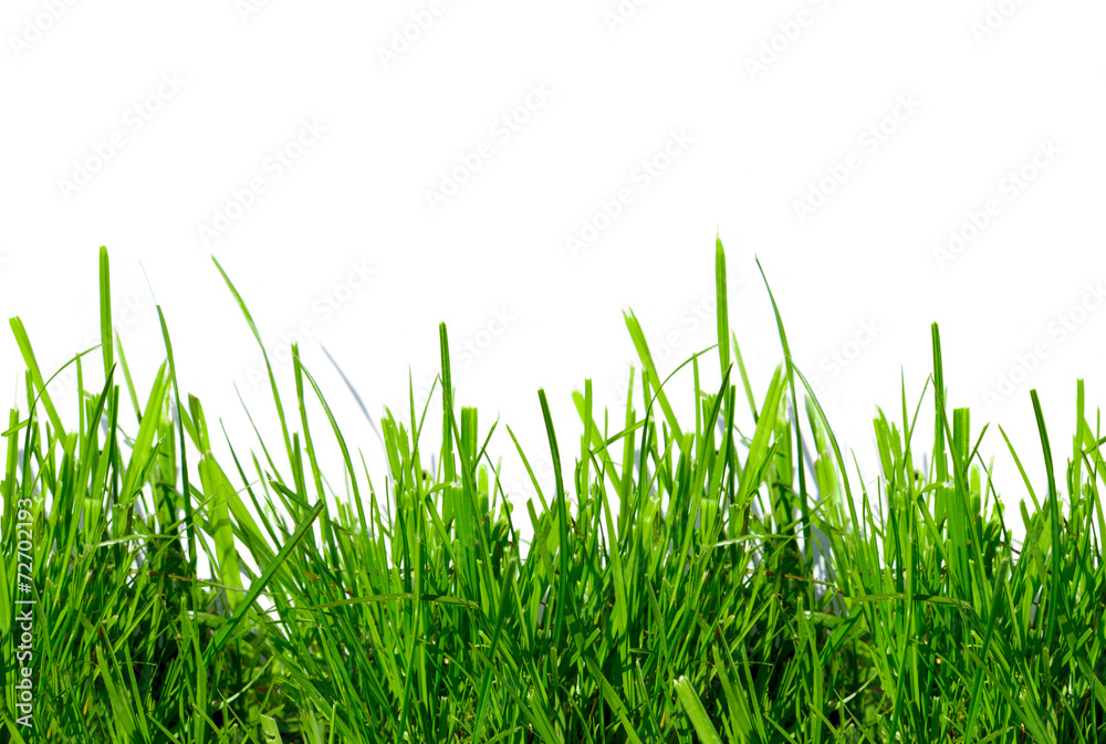green grass on a white background isolated green grass on a white background isolated