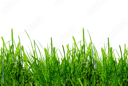 green grass on a white background isolated
