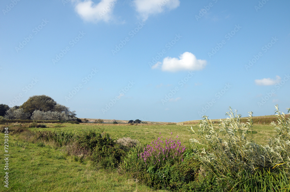 Obraz premium Abbotsbury Swannery in Dorset