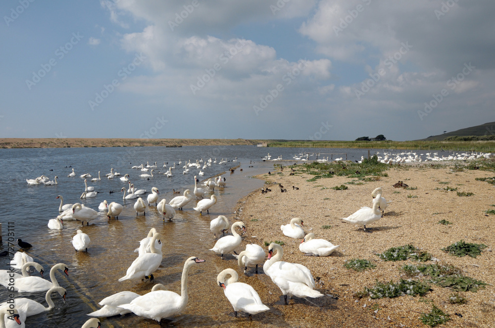 Swans at Abbotsbury Swannery in Dorset