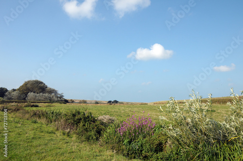 Abbotsbury Swannery in Dorset