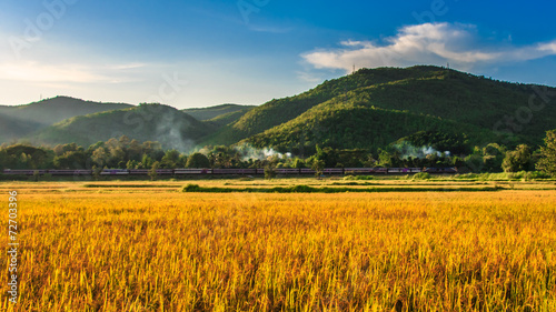 Train in gold rice field with mountain background