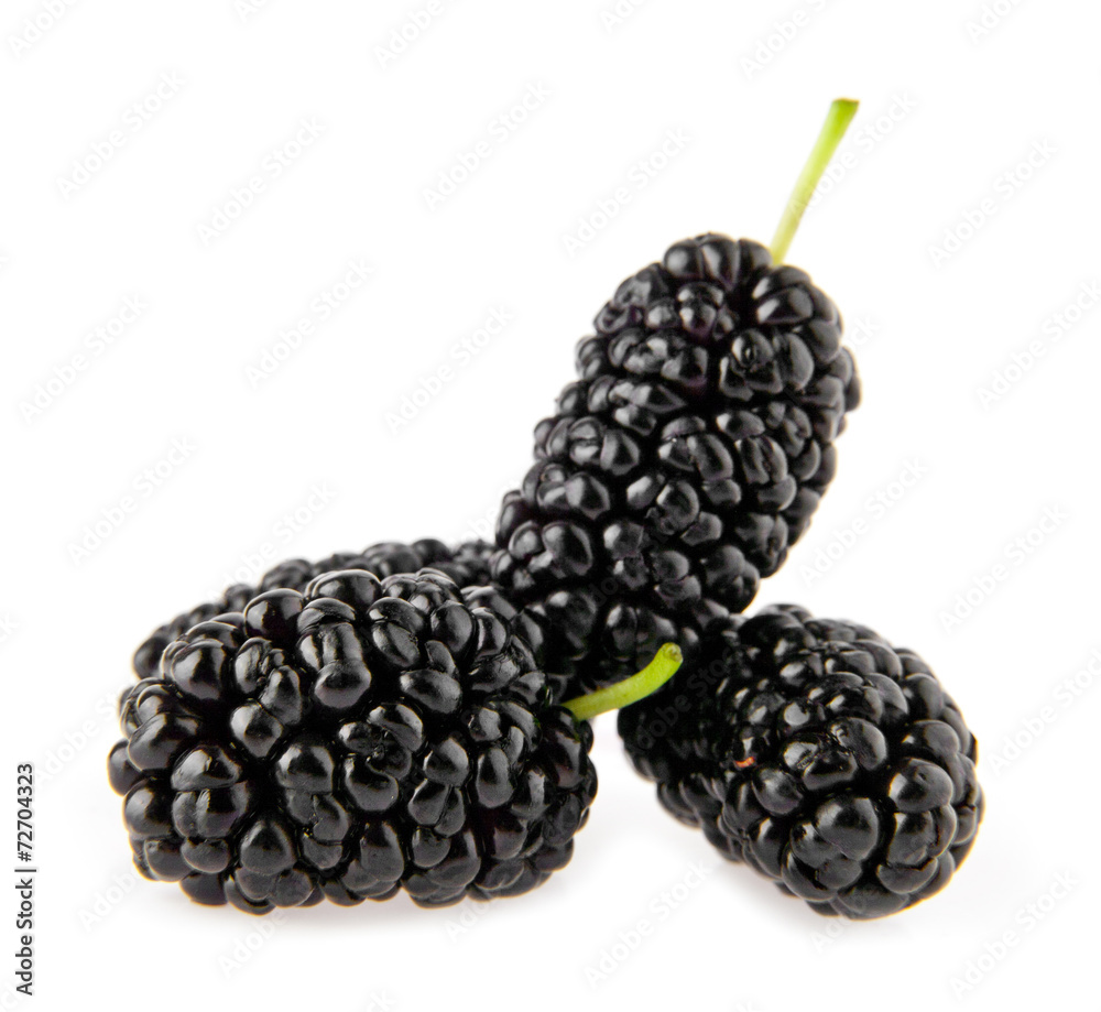mulberry-tree mulberry-tree