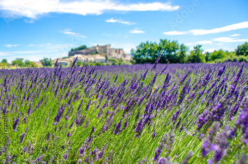 Lavender fields in France photo