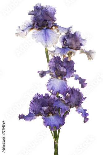 Fototapeta Naklejka Na Ścianę i Meble -  iris