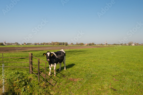 Black and white cow at a rusty gate