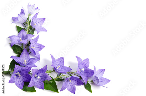Fototapeta Naklejka Na Ścianę i Meble -  Photo corner made of Bellflowers isolated on white background