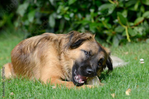 Fototapeta Naklejka Na Ścianę i Meble -  Hund mit Knochen