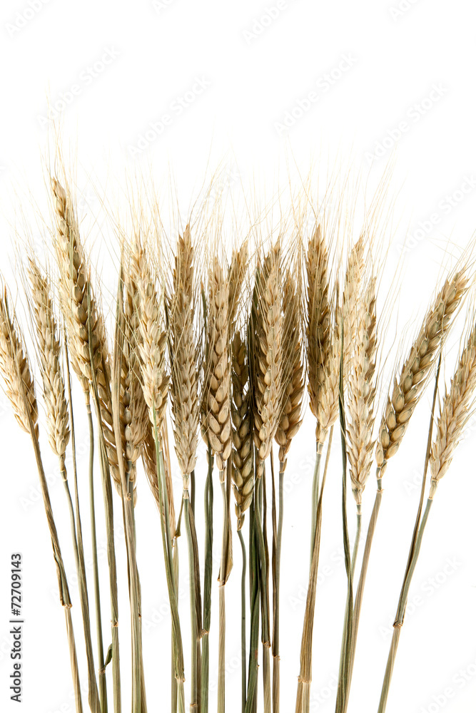 ears of wheat