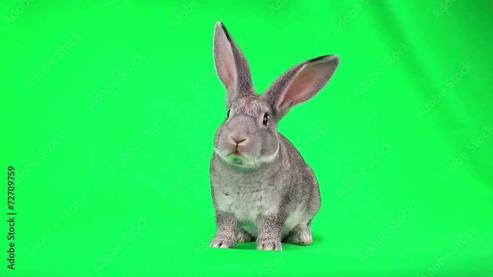 Rabbit on green screen Rabbit on green screen