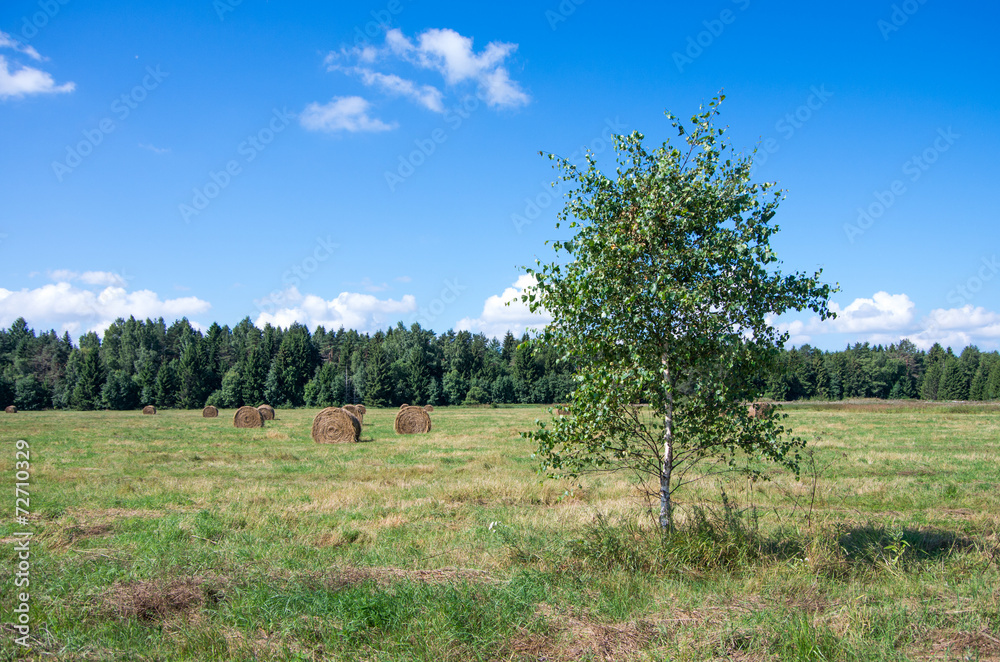 North European natural landscape.