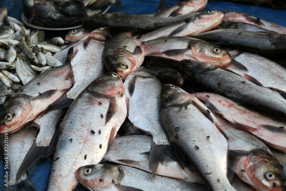 Fish market in Kumrokhali, West Bengal, India
